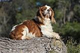 CAVALIER KING CHARLES 304
